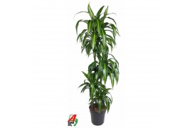 Dracaena fragr. hawaiian sunshine Dracaena Hawaiian 90-60-30-154 pp