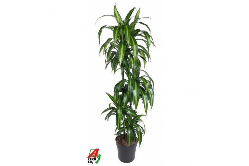 Dracaena fragr. hawaiian sunshine Dracaena Hawaiian 90-60-30-154 pp 