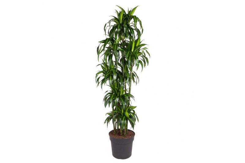 Dracaena fragr. hawaiian sunshine Dracaena Hawaiiana 150-carrousel10 p 