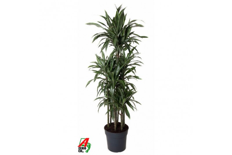 Dracaena fragr. der. ulises Dracaena Ulises 120-carrousel8 pp 