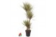 Dracaena marg. bicolor Dracaena Bicolor 90-60-30-154 pp 