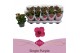 Kalanchoe thalia favorita purple 