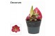 Hippeastrum Sweet Pink 2 Knop Extra OP (Decorum) 
