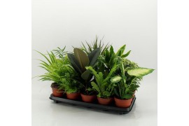 Kamerplanten mix M-10 Mixplanten zonder showdoos
