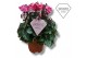 Cyclamen pers. super serie petticoat Cyclamen Exclusive® Petticoat Pin 