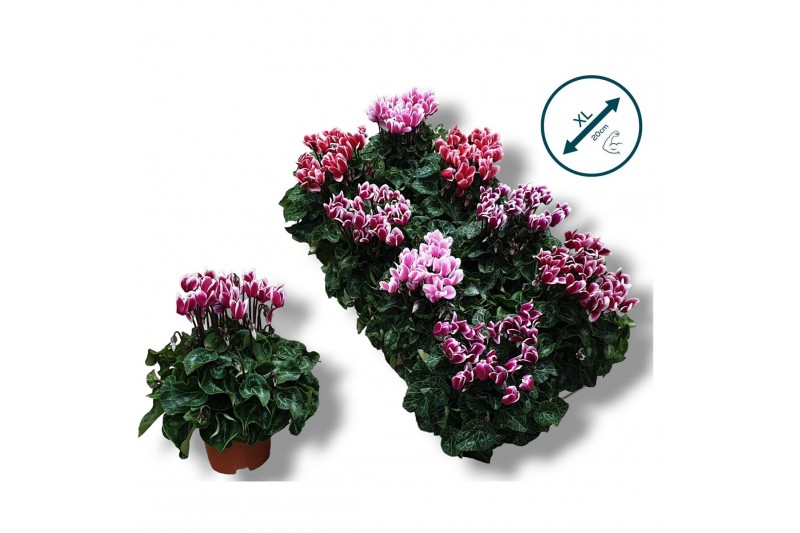 Cyclamen pers. super serie compact fuji Cyclaam-FUJI MIX 20 cm diamete 