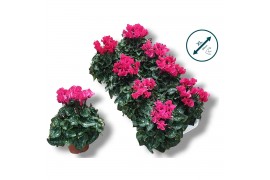 Cyclamen pers. super serie compact Cyclaam-ROZE 17 cm diameter roze