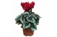 Cyclamen pers. super serie compact Cyclamen-DAVINCY ROOD 20 cm diamete 