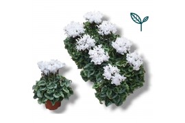 Cyclamen pers. super serie donatello Cyclamen-DONATELLO-WIT 17 cm diam