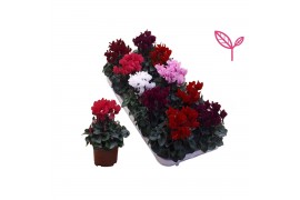 Cyclamen pers. super serie compact Cyclamen- Mi 10gts 15 cm diameter d