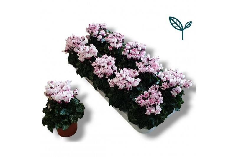 Cyclamen pers. metis victoria Cyclamen Premium Victoria Wit Roze 10 GA 