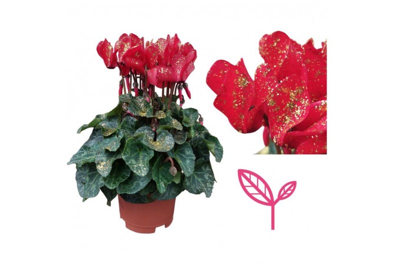 Cyclamen pers. super serie compact Cyclamen SPARKLE RED 20 cm diameter 