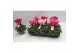 Cyclamen pers. midi super serie macro cyclamen super serie macro paste 