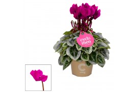 Cyclamen pers. super serie picasso Cyclamen SS Picasso Paars 20 cm dia