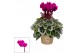 Cyclamen pers. super serie picasso Cyclamen SS Picasso Paars 20 cm dia 