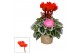 Cyclamen pers. super serie picasso Cyclamen SS Picasso Rood 22 cm diam 