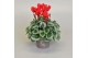 Cyclamen pers. super serie picasso Cyclamen SS Picasso Rood 22 cm diam 