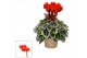 Cyclamen pers. super serie picasso Cyclamen SS Picasso Rood 22 cm diam 