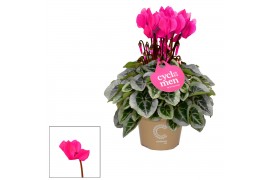 Cyclamen pers. super serie picasso Cyclamen SS Picasso Roze 22 cm diam