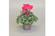 Cyclamen pers. super serie picasso Cyclamen SS Picasso Roze 22 cm diam 