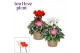 Cyclamen pers. super serie picasso Cyclamen SS Picasso Rood-Wit mix 22 