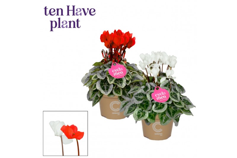 Cyclamen pers. super serie picasso Cyclamen SS Picasso Rood-Wit mix 22 