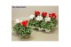 Cyclamen pers. super serie picasso Cyclamen SS Picasso Rood-Wit mix 22 