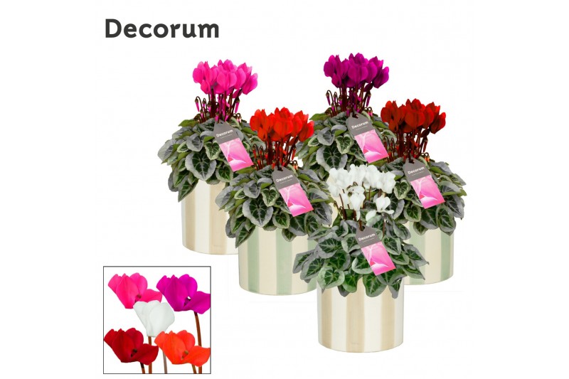 Cyclamen pers. super serie picasso Cyclamen SS Picasso Mix Eline Decor 