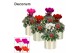 Cyclamen pers. super serie picasso Cyclamen SS Picasso Mix Eline Decor 