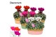 Cyclamen pers. super serie picasso Cyclamen SS Picasso Mix Fieldbasket 