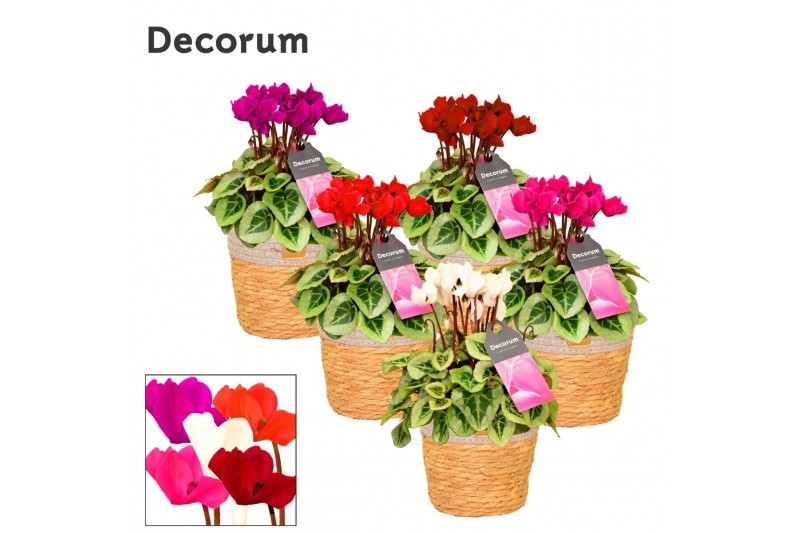 Cyclamen pers. super serie picasso Cyclamen SS Picasso Mix in S. Baske 