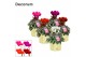 Cyclamen pers. super serie picasso Cyclamen SS Picasso Mix Laryssa shi 