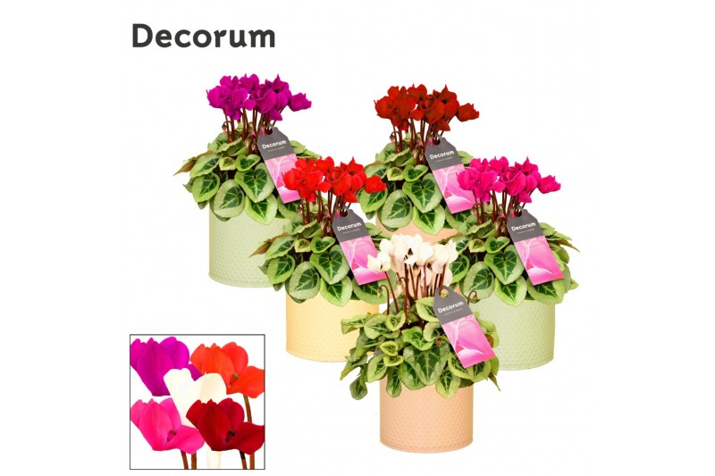 Cyclamen pers. super serie picasso Cyclamen SS Picasso Mix Zinc Louise 