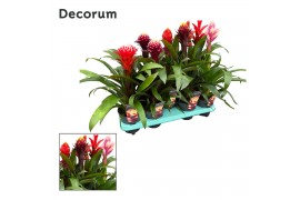 Guzmania mix Guzmania Bolmix Exclusive (Decorum) 1 bl.
