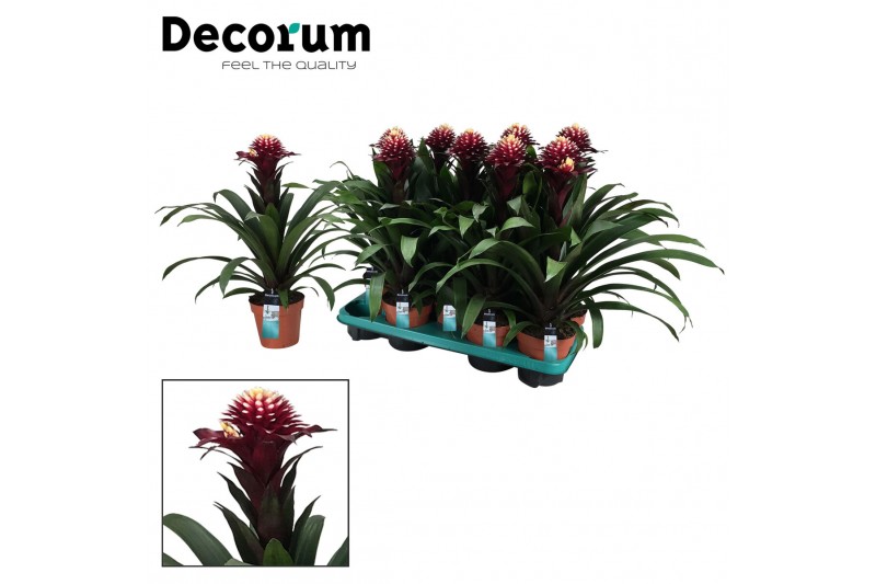 Guzmania francesca Guzmania Francesca (Decorum) 1 bl. 