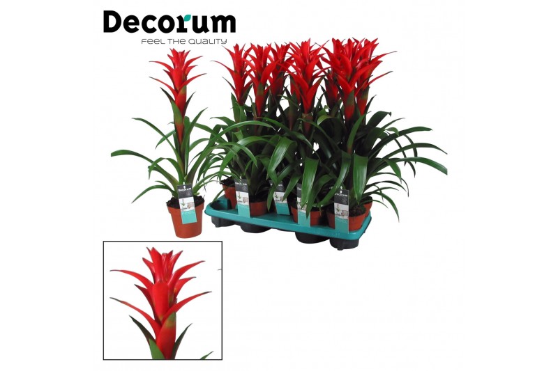 Guzmania ostara Guzmania Ostara (Decorum) 1 bl. 