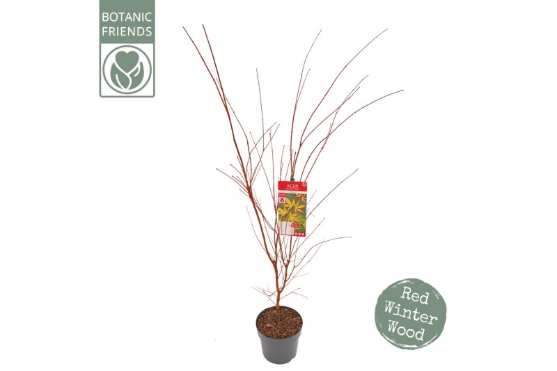 Acer palmatum Acer palm. Sangokaku 