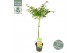 Acer palmatum little princess Acer palm. Little Princess40 cm cm stam 