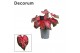 Caladium Caladium Scarlet Flame (Decorum) 