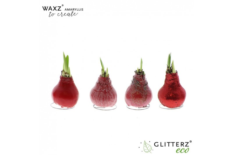 Hippeastrum gewaxt Waxz® to Create Red1 tak/plnt 