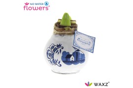Hippeastrum gewaxt No Water Flowers Waxz® Delfts Blauw Windmill2 tak/p