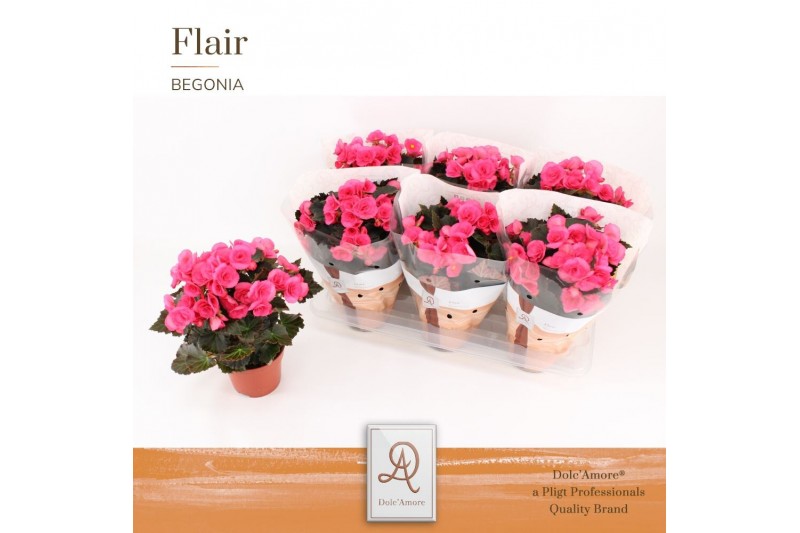 Begonia elatior hl. adonia pink Begonia Adonia P14 DolcAmore® Flair1 p 