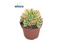 Aeonium Aeonium Starburst1 pp