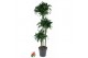 Dracaena fragrans Dracaena Tatuade 90-60-303 pp 