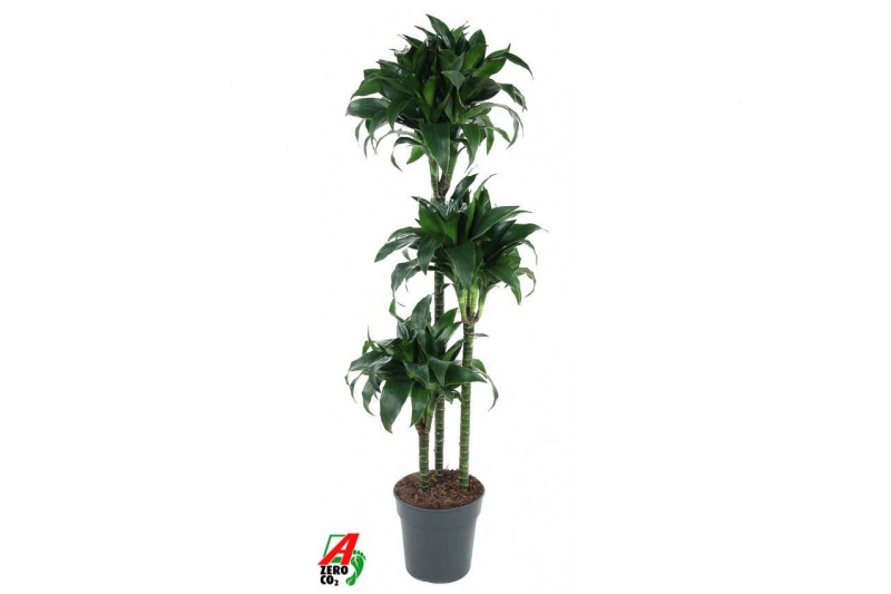 Dracaena fragrans Dracaena Tatuade 90-60-303 pp 