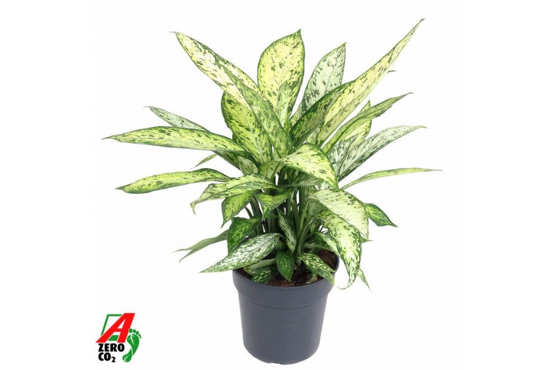 Dieffenbachia vesuvius Dieffenbachia Vesuvius P243 pp 