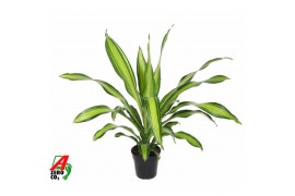 Dracaena fragr. charley Dracaena Charley kopstek P211 pp