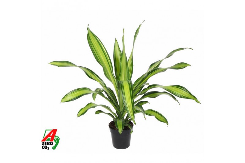 Dracaena fragr. charley Dracaena Charley kopstek P211 pp 