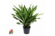 Dracaena fragr. burley Dracaena Burley 3PP P343 pp 