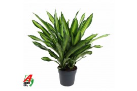 Dracaena fragr. burley Dracaena Burley 3PP P343 pp